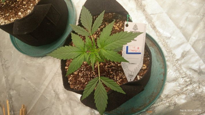 blue cheese f1 hybrid  and do-si-dos f1 hybrid