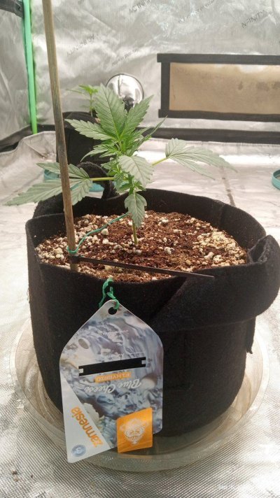blue cheese f1 hybrid  and do-si-dos f1 hybrid