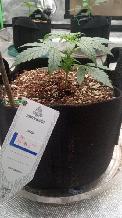 blue cheese f1 hybrid  and do-si-dos f1 hybrid