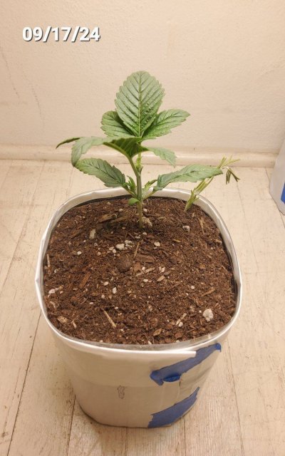 30 years since i was able to grow some weeds. i am now the proud parent of some beautiful girls....  :  )(  :
