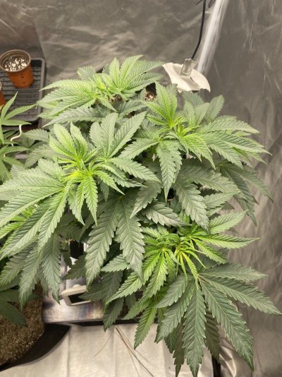 IMG_0559.jpeg