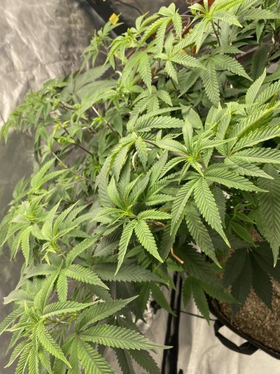 IMG_0342.jpeg