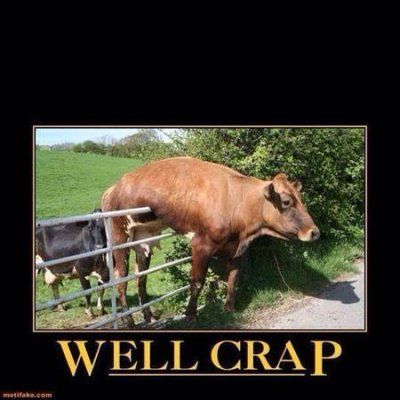 00K0K_1X10armrkOI_07g07g_600x450 cow.jpg