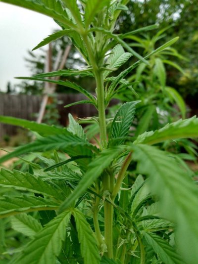 IMG_20240803_075822896_HDR  8-3.jpg