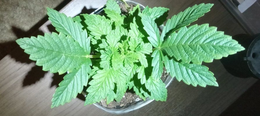 30 years since i was able to grow some weeds. i am now the proud parent of some beautiful girls....  :  )(  :