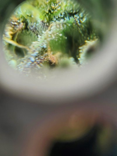 how-soon-can-i-harvest-2.jpg