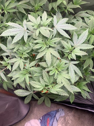 Organic Small Pot Challenge? Sounds Interesting!