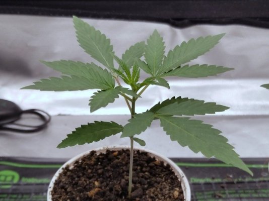 2Water's Two Tents of Cannabis