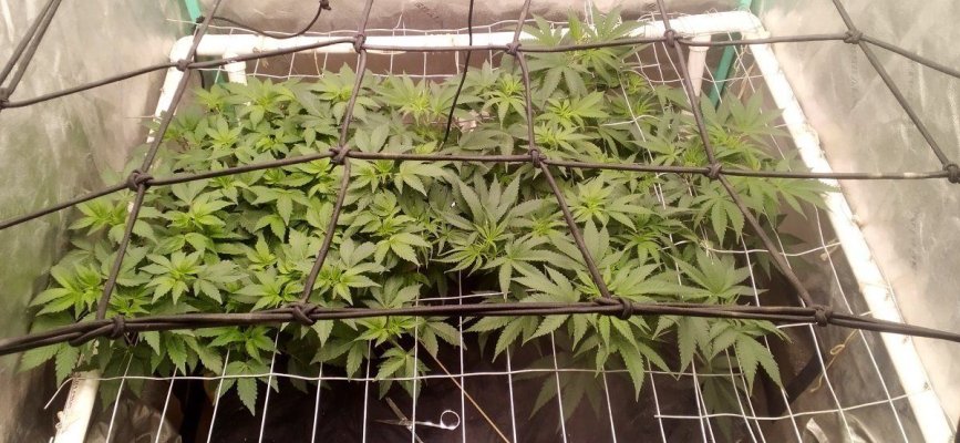 Original Glue (GG #4) and Elephant stomper in fresh EarthBoxes