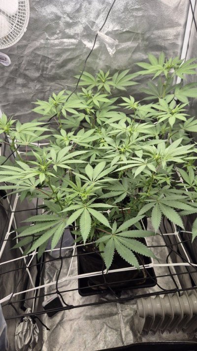 droopy-before-lights-out-in-flower-issue-or-not-2.jpg