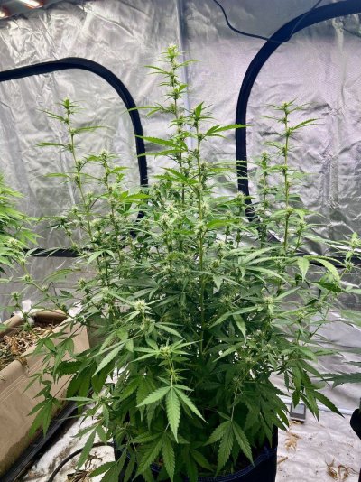 Grape Walker Kush by Mephisto