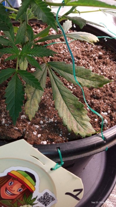 ganja farmer carmel and afghan fast flowering