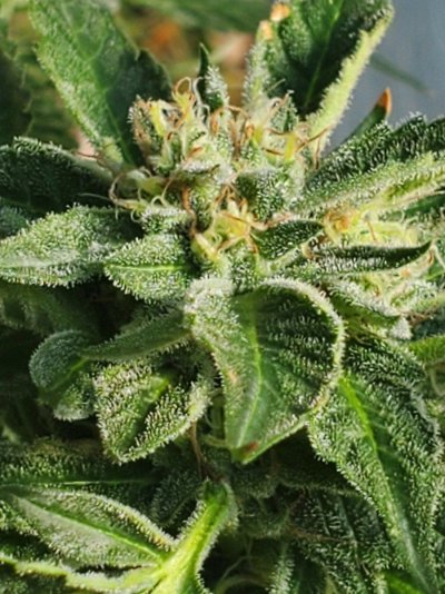 Will the buds get bigger?