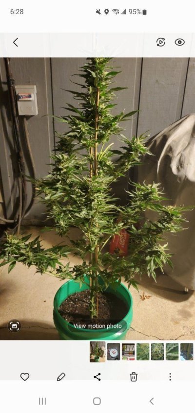 Will the buds get bigger?