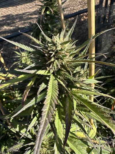IMG_7633.jpeg