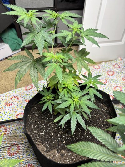 HELP! Hot Soil or Lack of Nutrients??