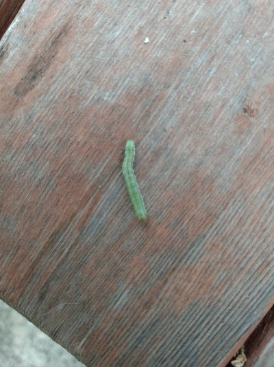 Tobacco worms how to eliminate