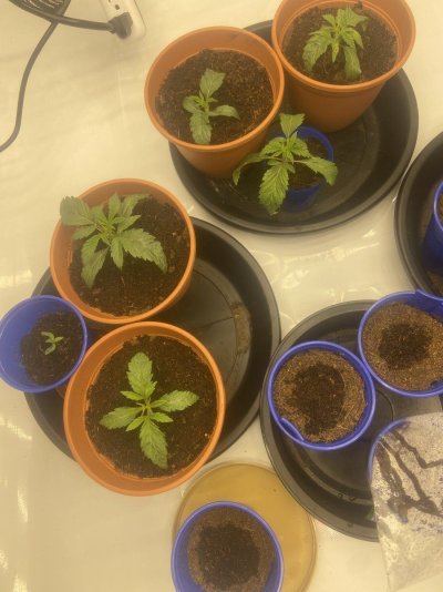 First grow