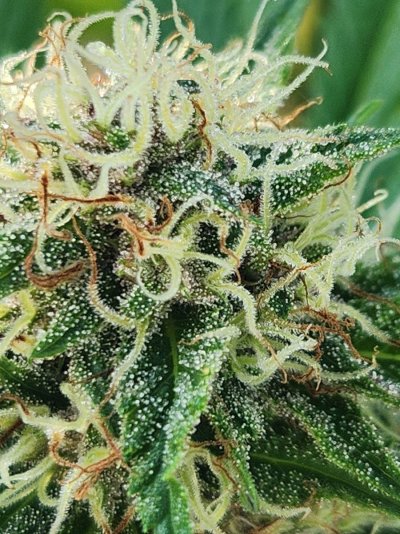Let's see your 2024 outdoor grow!!