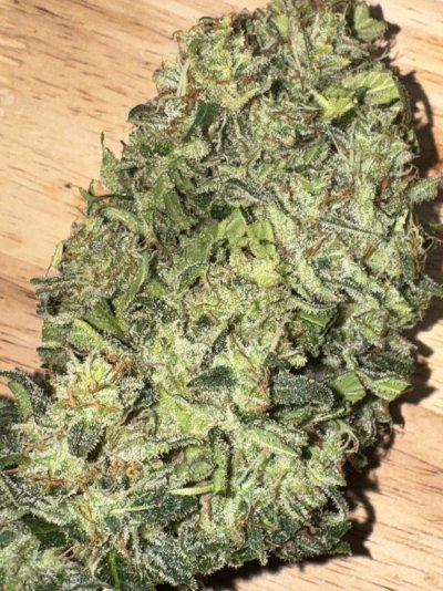 Virginia - Outdoor - Auto - Coco - Fast Buds Strains