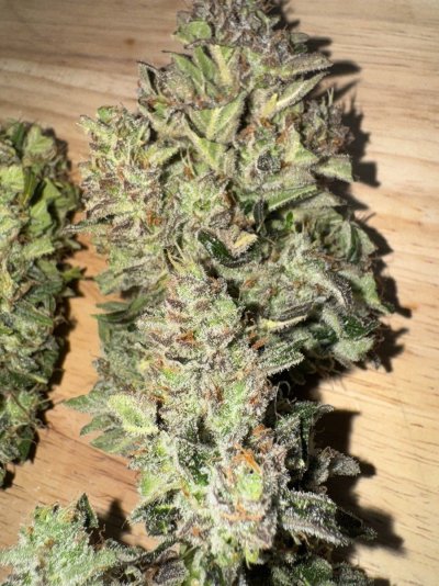Virginia - Outdoor - Auto - Coco - Fast Buds Strains