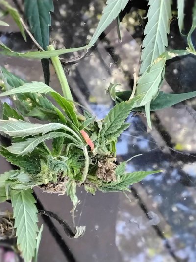 mn-newbie-outside-grow-need-help-2.jpg