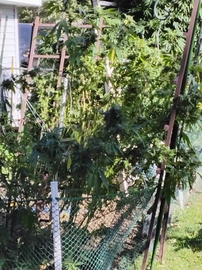mn-newbie-outside-grow-need-help-3.jpg