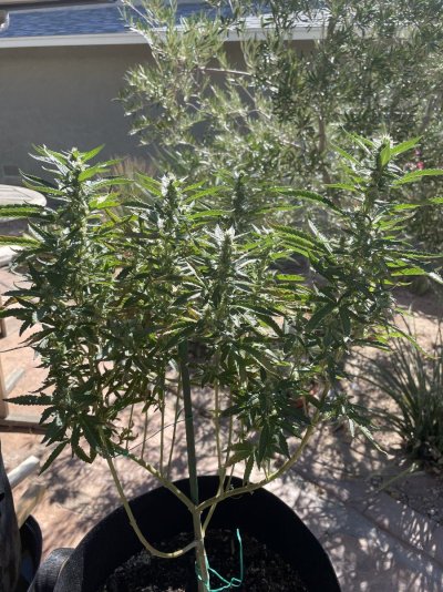 help-needed-in-hot-az-4.jpeg