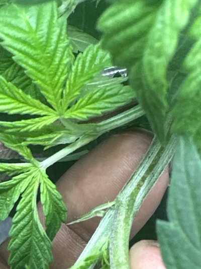 Make or female ? First grow !