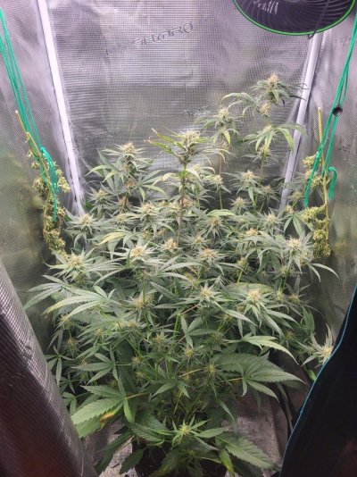 Next batch of clones - 30 days