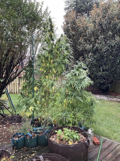 Flying High w . Hawk - 2024 Grow Journal