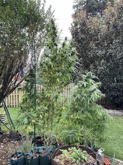 Flying High w . Hawk - 2024 Grow Journal