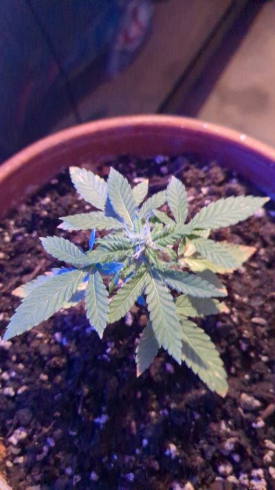 any-ideas-on-super-early-flowering.jpg