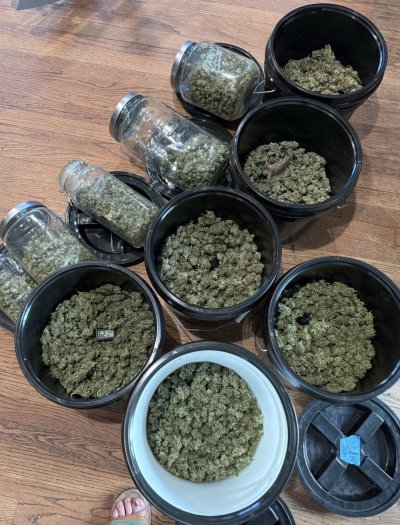 Nice outdoor harvest this year for me!