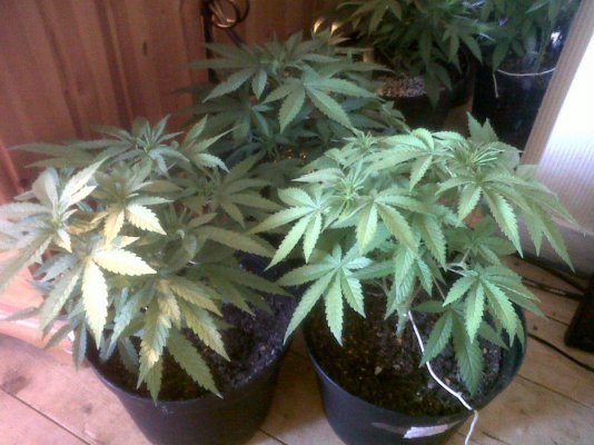 new-flowerers-(11).jpg