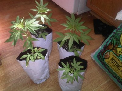 Electric Larry Land Grow Log
