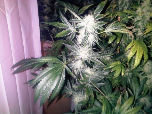 White Fire 35 days Hydro plus a great laugh!