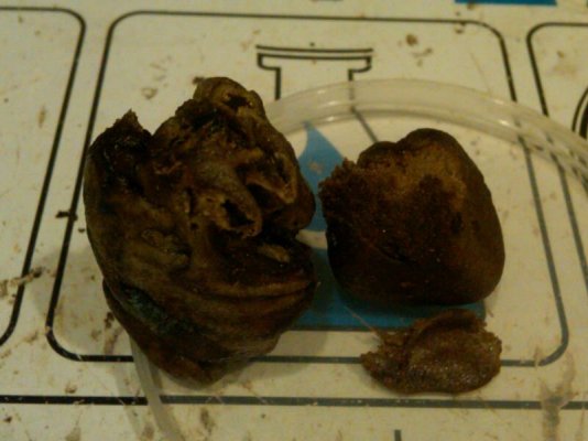 Todays run ......Grape ape and white fire