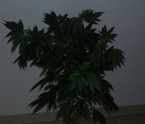 DSCN2523.JPG