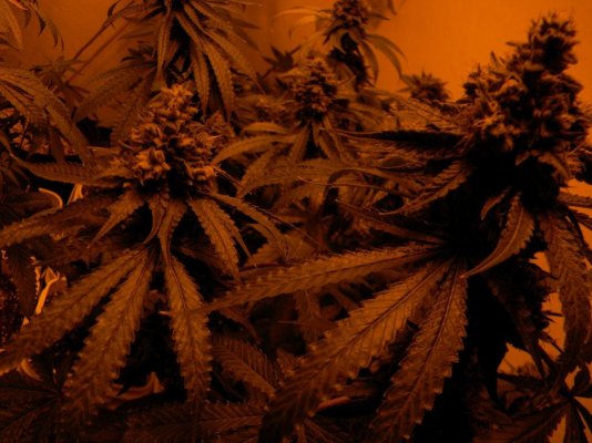 storm-pure 025 (1280x960).jpg