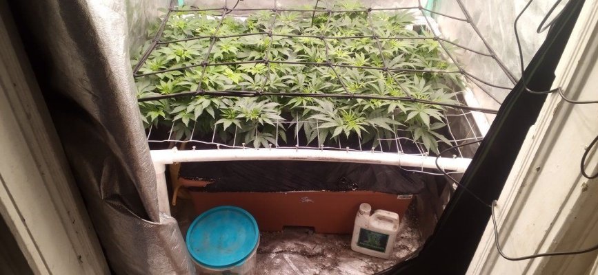 Original Glue (GG #4) and Elephant stomper in fresh EarthBoxes