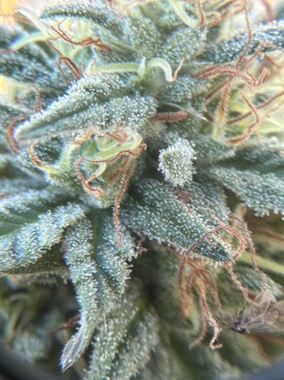 trichome-check-im-a-harvest-virgin-2.jpeg