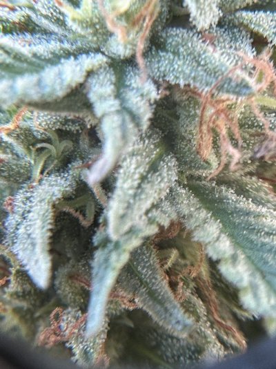 trichome-check-im-a-harvest-virgin-3.jpeg