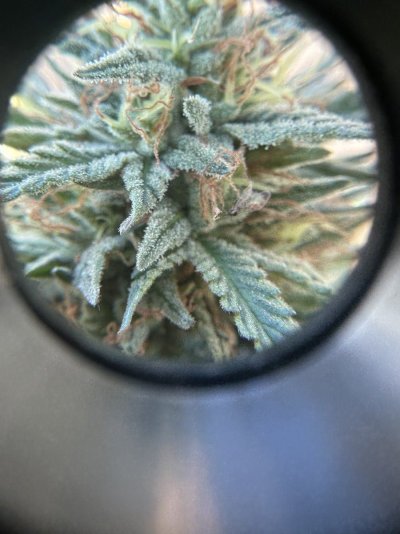 trichome-check-im-a-harvest-virgin-5.jpeg