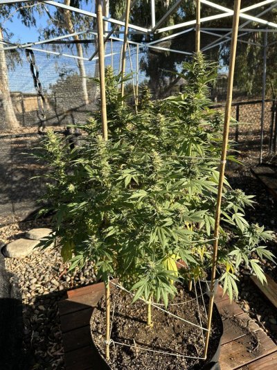 trichome-check-im-a-harvest-virgin-7.jpeg