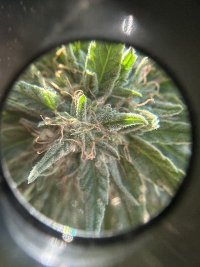 IMG_8205.jpeg