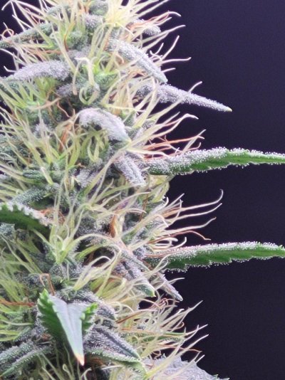 3 photo White widow and 1 mystery photo  seed/plant half way through week 6 of 12/12