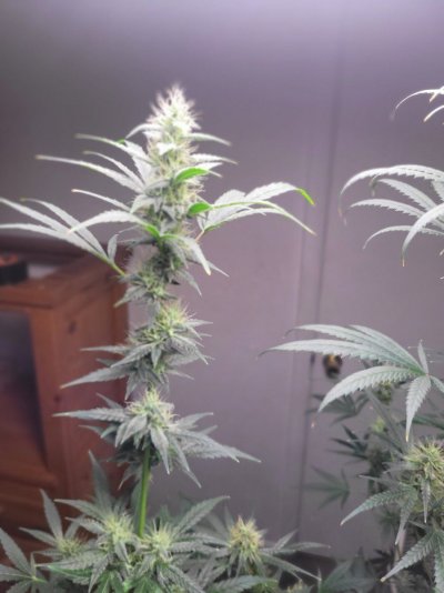 3 photo White widow and 1 mystery photo  seed/plant half way through week 6 of 12/12