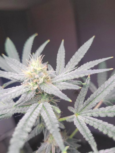 3 photo White widow and 1 mystery photo  seed/plant half way through week 6 of 12/12