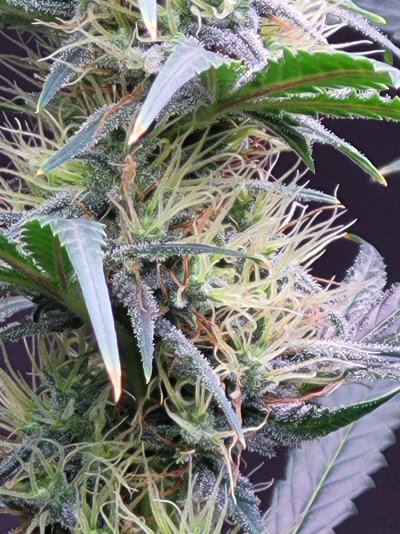 3 photo white widow and 1 photo mystery plant. Half way through week 6 if 12/12.